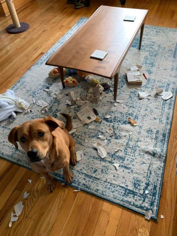 Dog Shaming (28 pics)