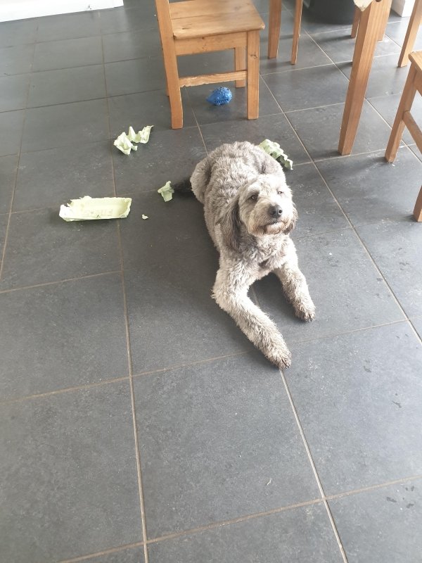 Dog Shaming (28 pics)
