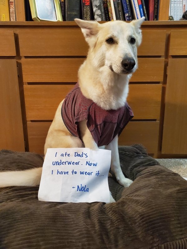 Dog Shaming (28 pics)