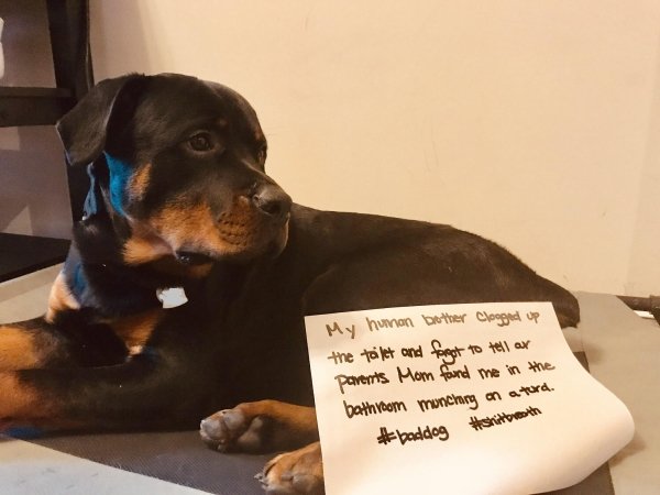 Dog Shaming (28 pics)