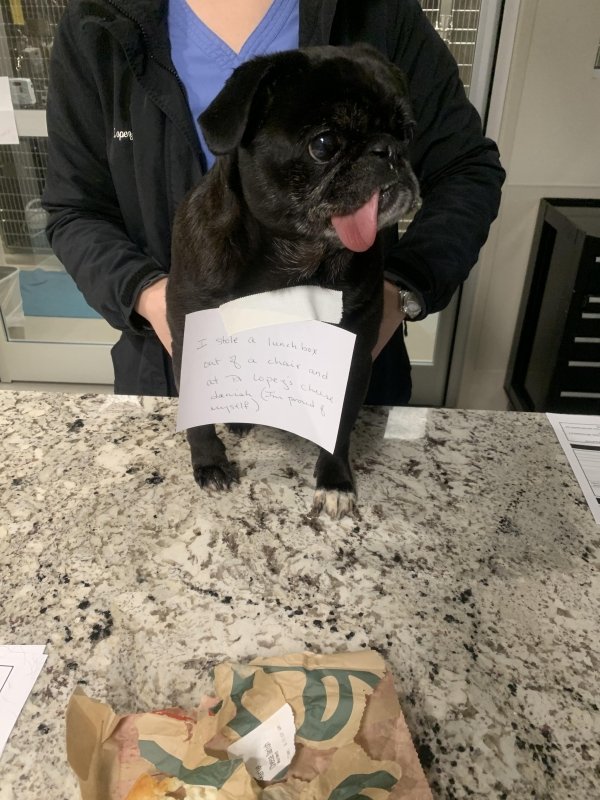 Dog Shaming (28 pics)