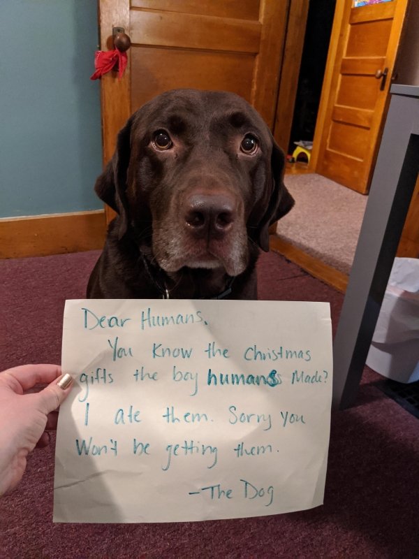 Dog Shaming (28 pics)