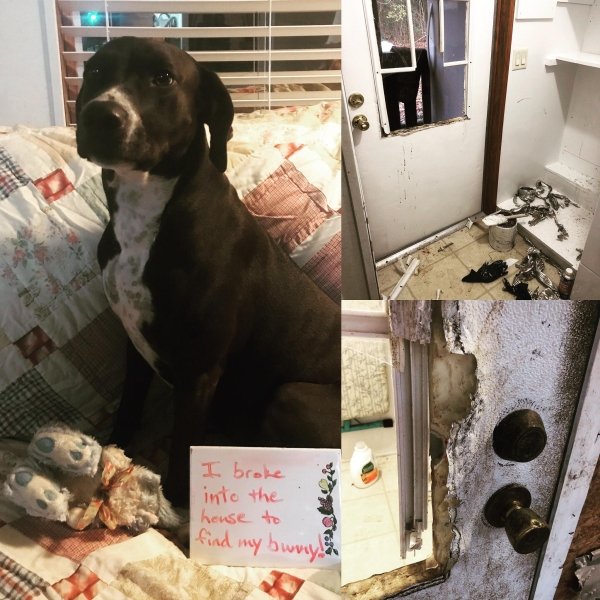 Dog Shaming (28 pics)
