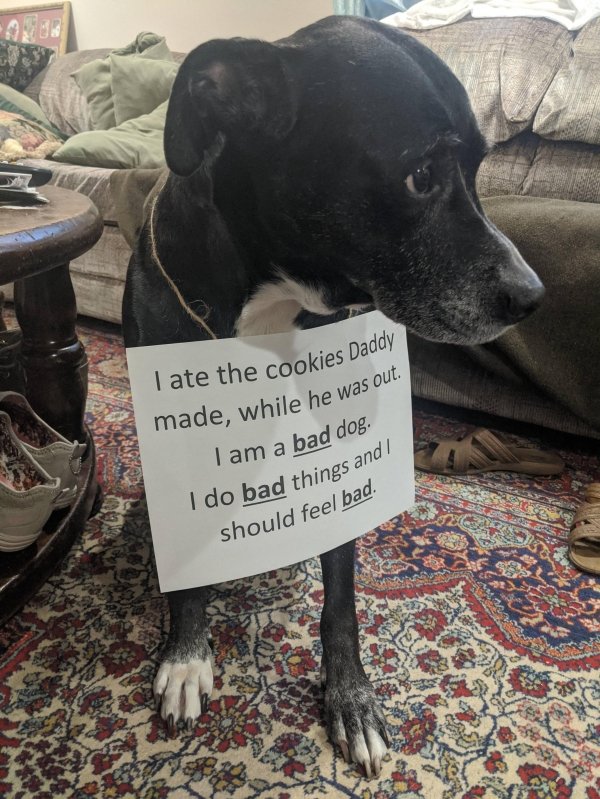 Dog Shaming (28 pics)