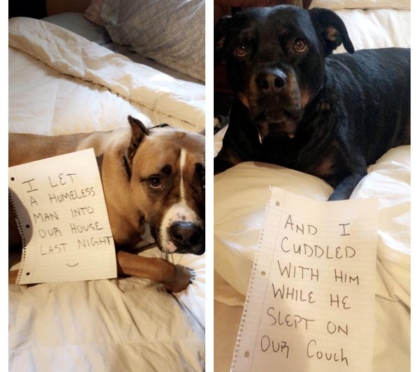 Dog Shaming (28 pics)