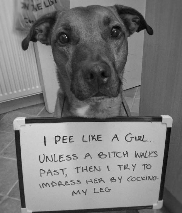Dog Shaming (28 pics)