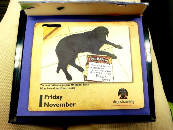 Dog Shaming (28 pics)