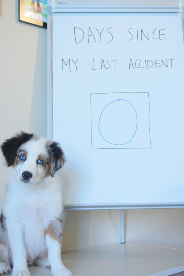 Dog Shaming (28 pics)