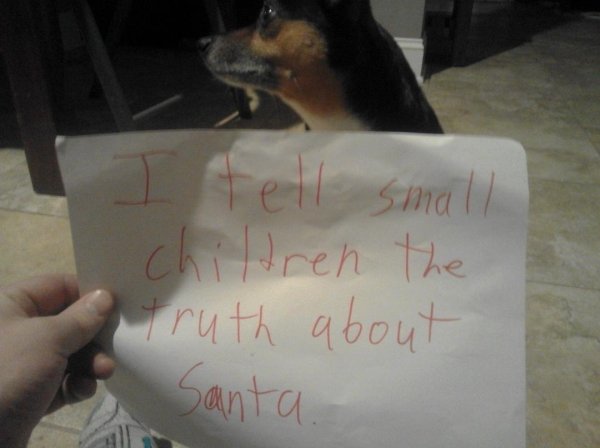 Dog Shaming (28 pics)