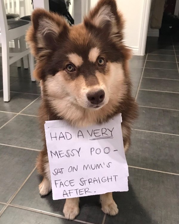 Dog Shaming (28 pics)