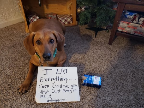Dog Shaming (28 pics)