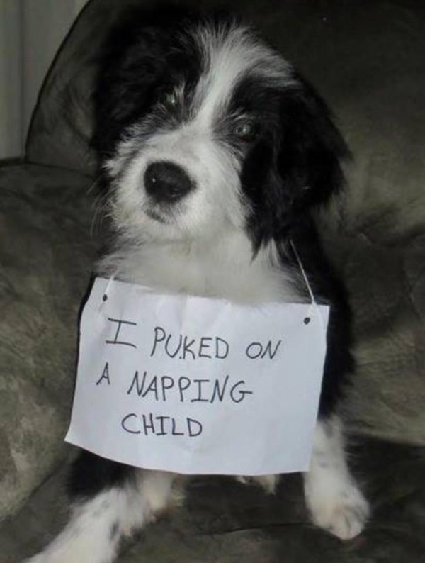 Dog Shaming (28 pics)