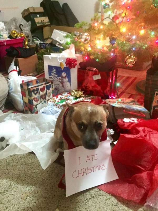 Dog Shaming (28 pics)