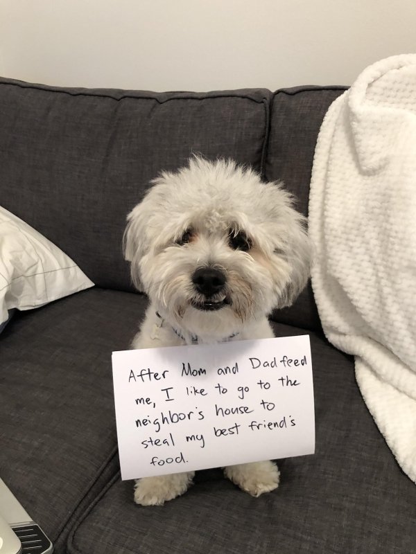Dog Shaming (28 pics)