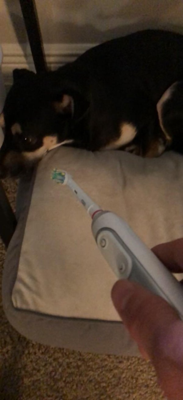Dog Shaming (28 pics)