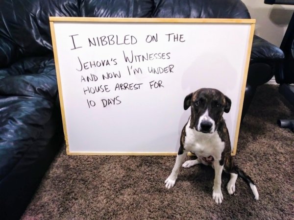 Dog Shaming (28 pics)