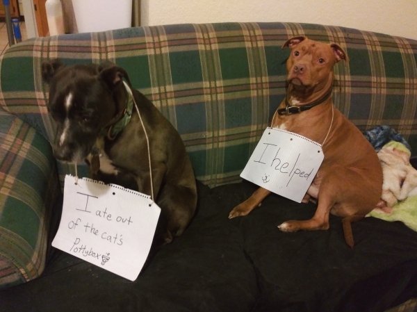 Dog Shaming (28 pics)