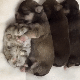 Acid Gifdump, December 23 (25 gifs)