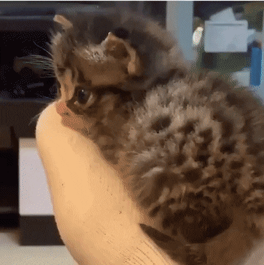 Acid Gifdump, December 23 (25 gifs)