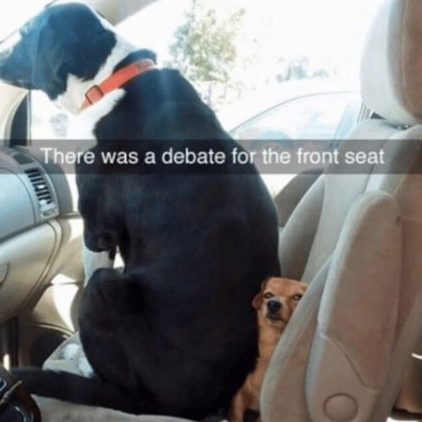 Funny Dog Memes (30 pics)
