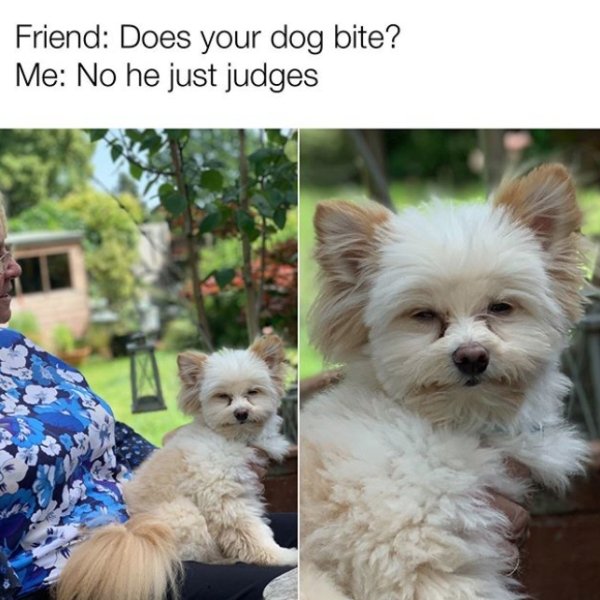 Funny Dog Memes (30 pics)