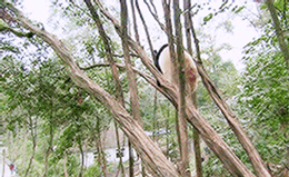 Acid Gifdump, December 27 (25 gifs)