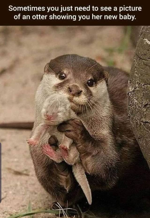 Random Funny Memes (40 pics)