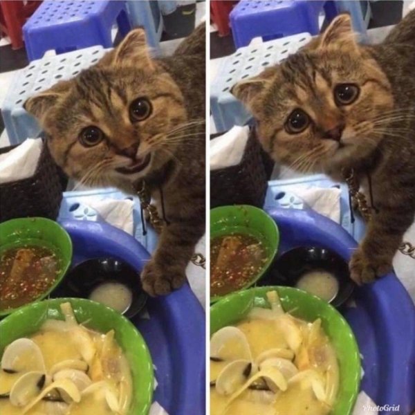 Funny Cats Of 2019 (98 pics)