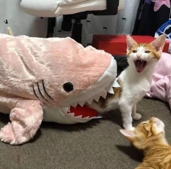 Funny Cats Of 2019 (98 pics)