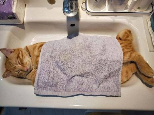 Funny Cats Of 2019 (98 pics)