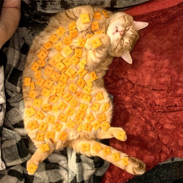 Funny Cats Of 2019 (98 pics)