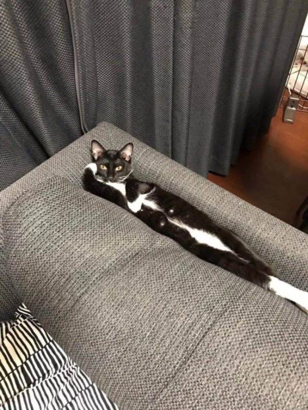 Funny Cats Of 2019 (98 pics)