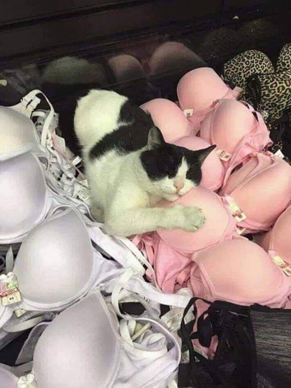 Funny Cats Of 2019 (98 pics)