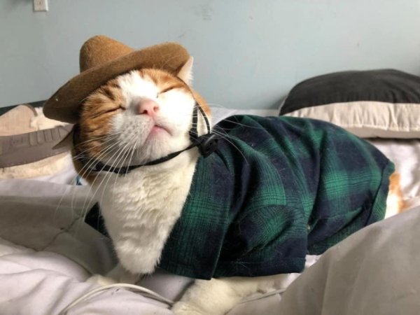 Funny Cats Of 2019 (98 pics)