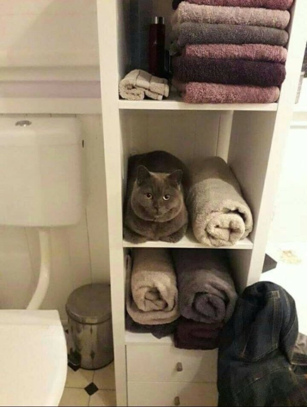 Funny Cats Of 2019 (98 pics)