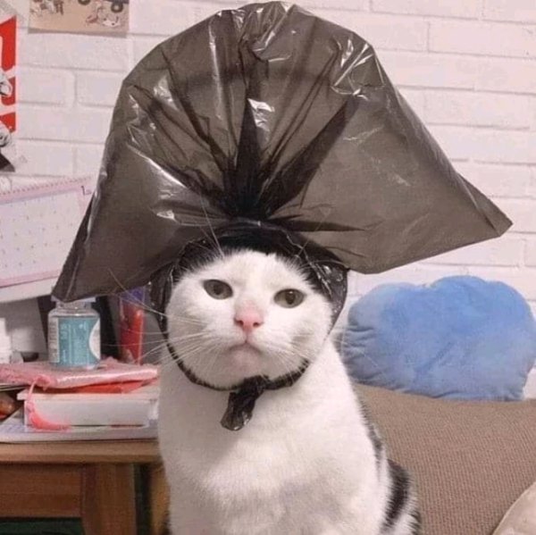 Funny Cats Of 2019 (98 pics)