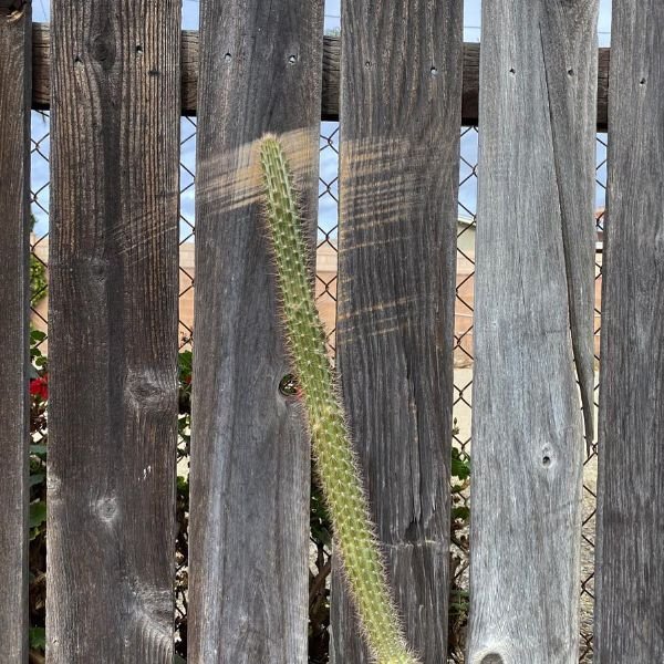 Interesting Things (25 pics) Interesting Things (25 pics)
