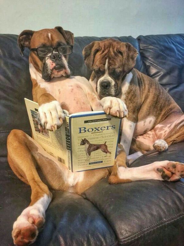 Sometimes Dogs Read Books (35 pics)