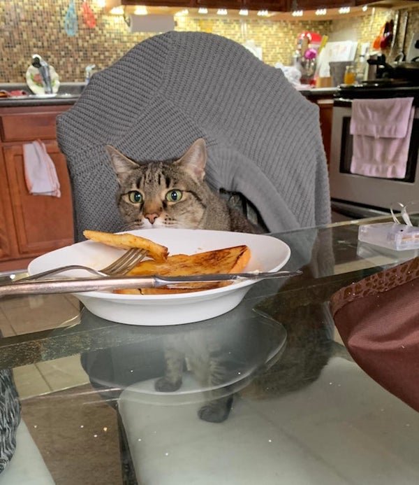 Pets Staring At Food (32 pics)