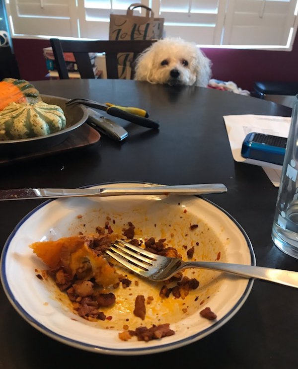 Pets Staring At Food (32 pics)