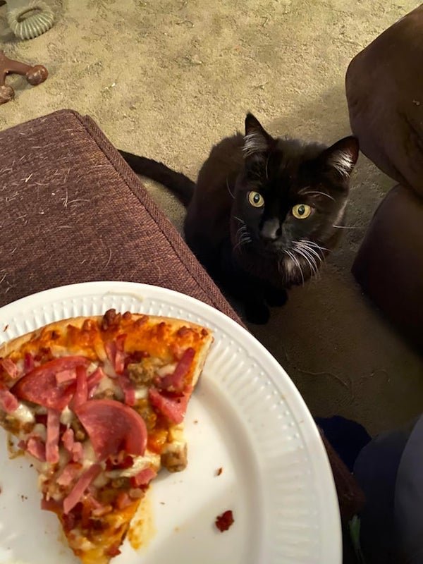 Pets Staring At Food (32 pics)