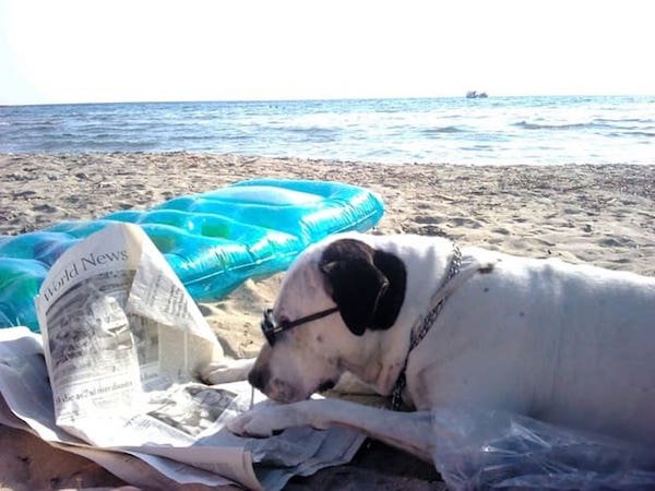 Sometimes Dogs Read Books (35 pics)