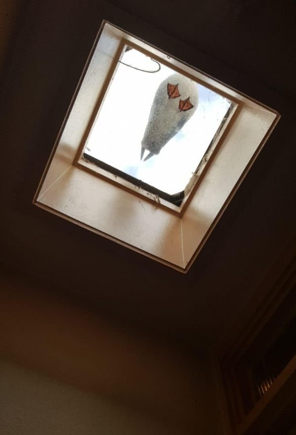 Interesting Things (25 pics) Interesting Things (25 pics)