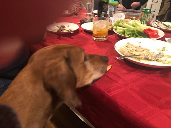 Pets Staring At Food (32 pics)