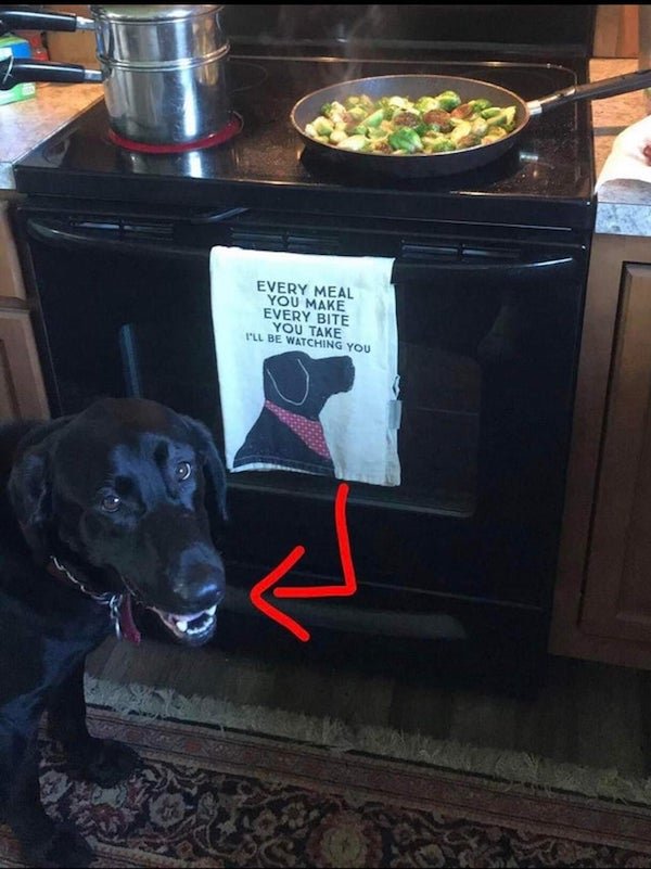 Pets Staring At Food (32 pics)
