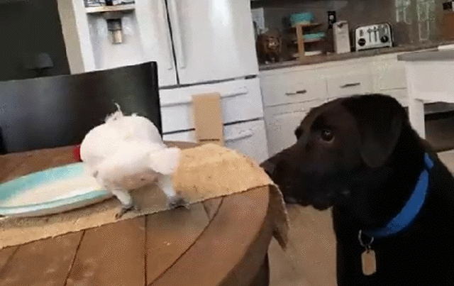 Acid Gifdump, December 30 (25 gifs)