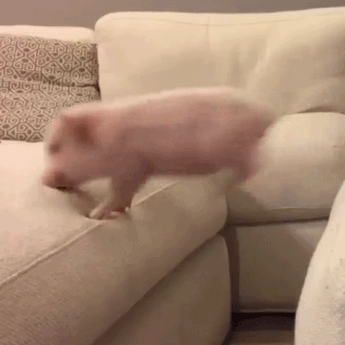 Fails (17 gifs)