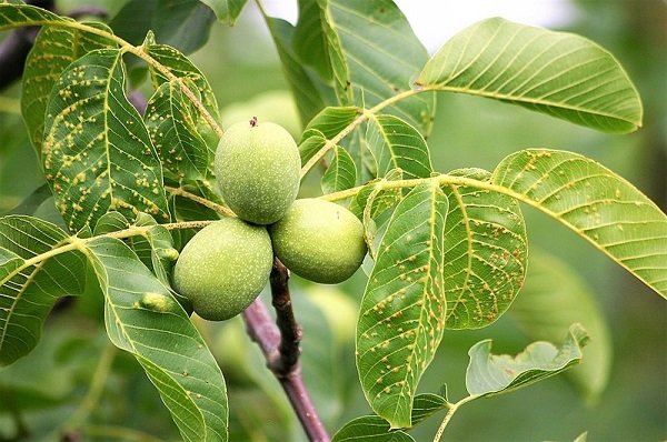 Foods That Grow In Strange Ways (20 pics) Foods That Grow In Strange Ways (20 pics)