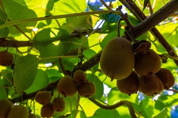 Foods That Grow In Strange Ways (20 pics)