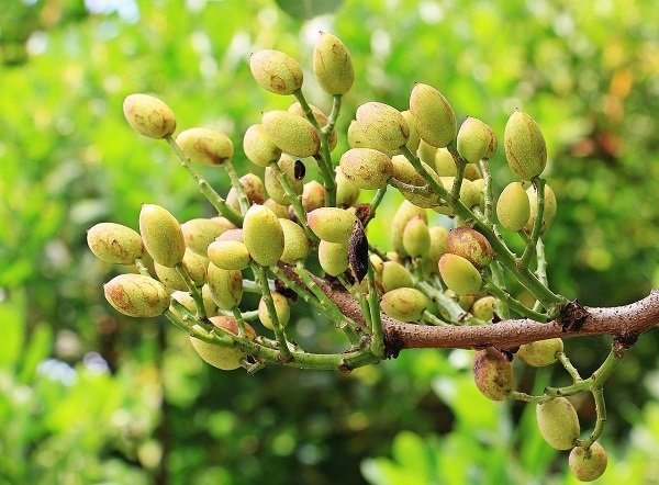 Foods That Grow In Strange Ways (20 pics)
